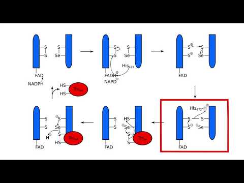 Vidéo: L'oxydoréductase DsbA1 Influence Négativement La Biosynthèse Du 2,4-diacétylphloroglucinol En Interférant Avec La Fonction Du Gcd Chez Pseudomonas Fluorescens 2P24