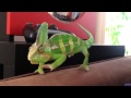 The routine of a Chameleon