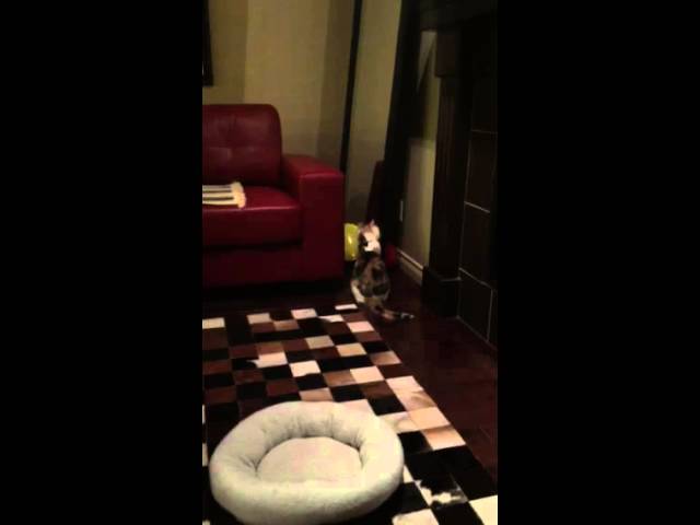 Spazzi playing with balloon