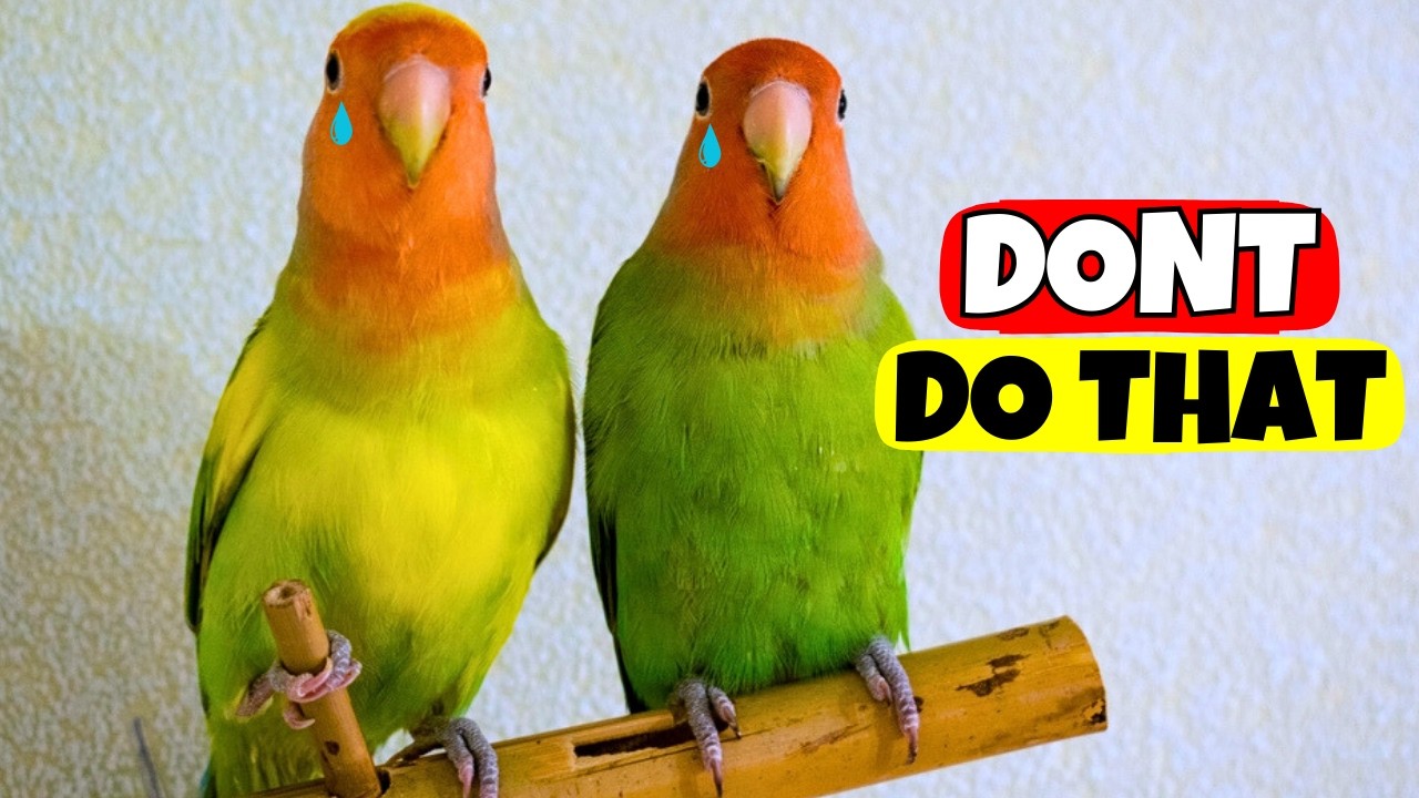10 Things Birds Hate about Humans