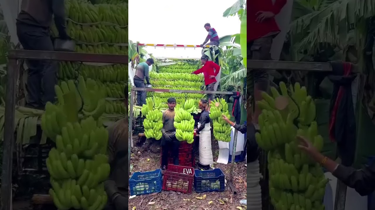 Import, Export and Logistics and New Business Idea 