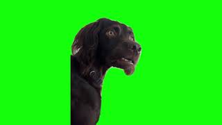 Green Screen I'm Listening Dog Meme | Confused Black Dog Meme