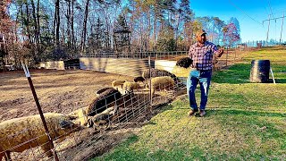 Feeding barrel silage to the PIGS!