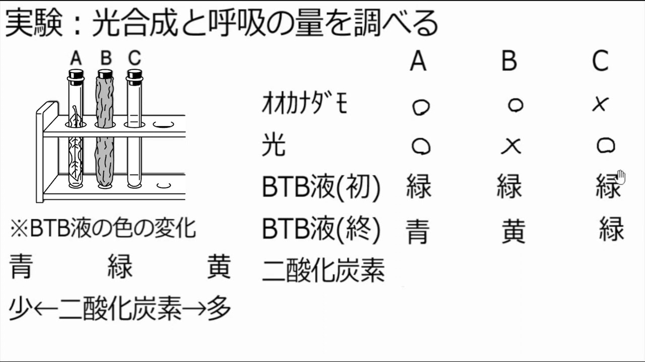 光合成と呼吸 Youtube 光合成と呼吸 Youtube