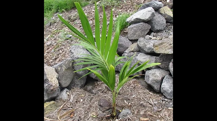 How to Grow Manila Palm from Seed