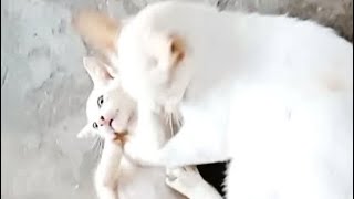 Mom and baby Kitten Have fun (Fighting = Loving)