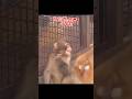 #monkey #animals #zoo #babymonkey #cute #動物 #癒し #動物園 #パンチ君 #punch #punchmonkey #市川市動植物園 #がんばれパンチ君
