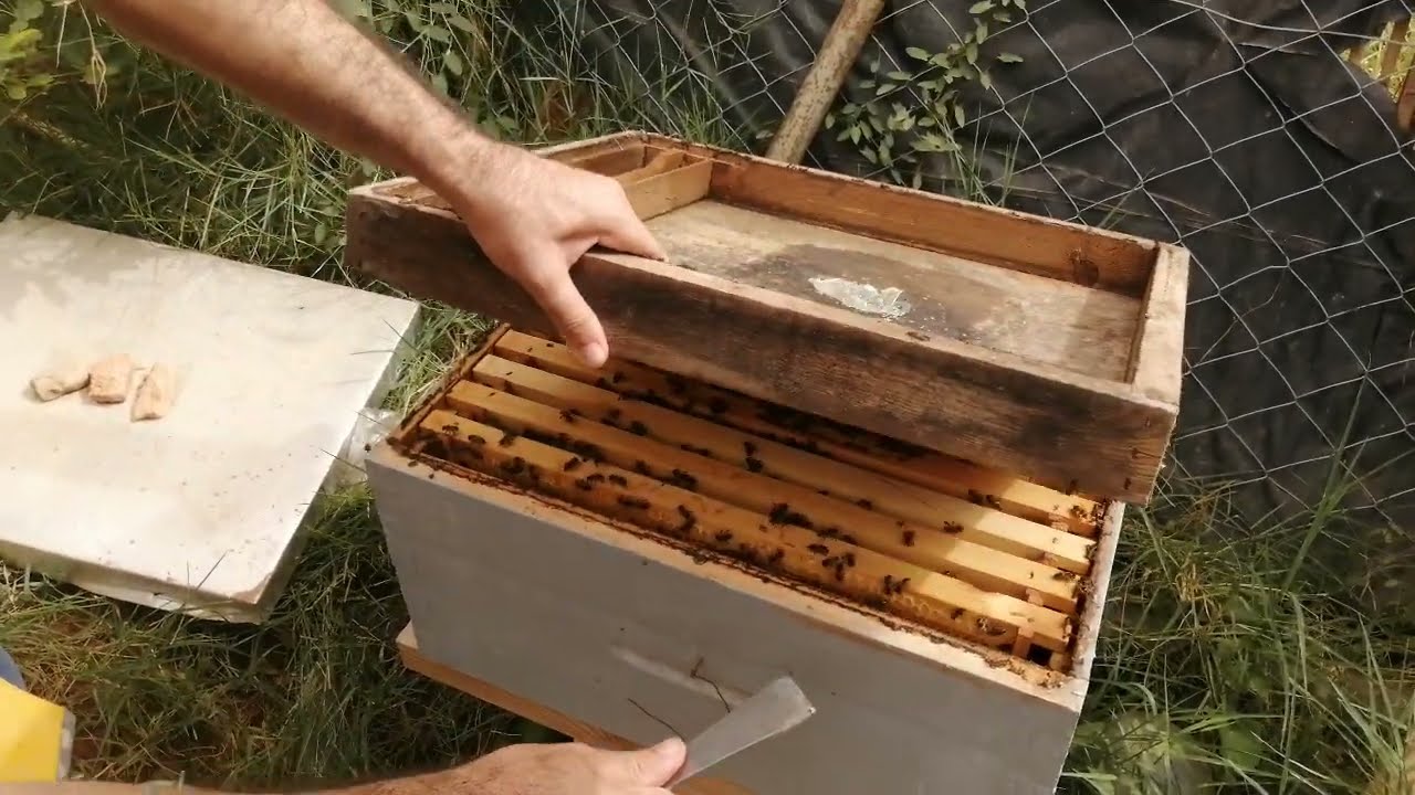 فحص خلية في شهر سبتمبر( الشهر التاسع) 2023. ملاحظات عامة. منحل أمين ولدسعيد الجزائر 🇩🇿