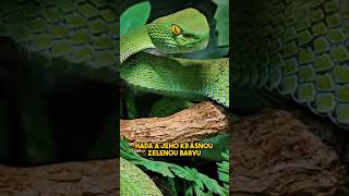 Zn Hez Hady fyphadhadizajimavostifaktateraristikaczczechsokolik