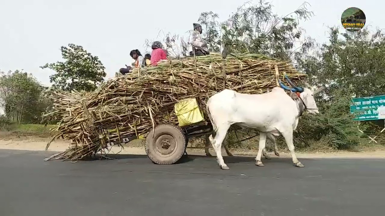 full loaded Ganna Tractor vs Bullock's Cart