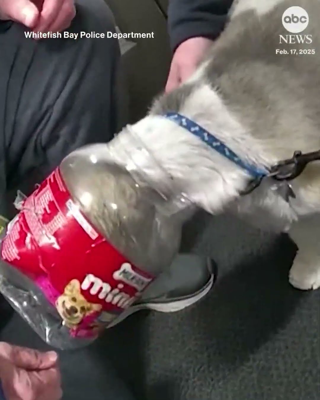 Dog rescued after getting head stuck in treat jar