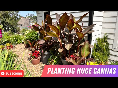 Vídeo: Zone 5 Lily Plants - Melhores lírios para jardins da Zona 5