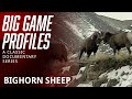 Big Game Profiles - Bighorn Sheep