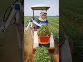 Have You Ever Seen a Peanut Harvester This Fast? 😲🥜@safrianiibrahim13