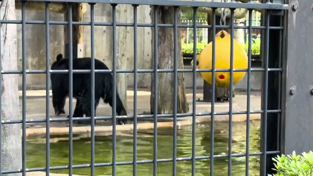 お水に入っていたルビーちゃん ツキノワグマ 大森山動物園にて 2025年9