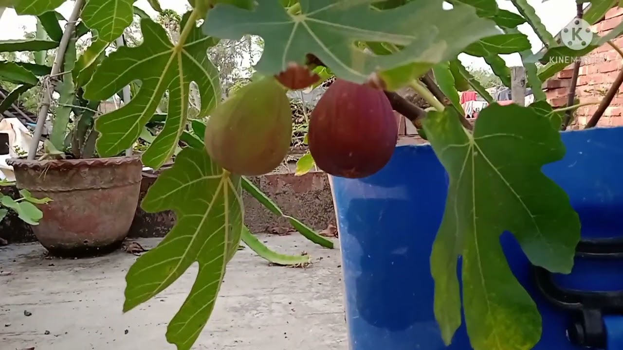 LSU Lusiana purple fig cultivation in India🇮🇳. YouTube
