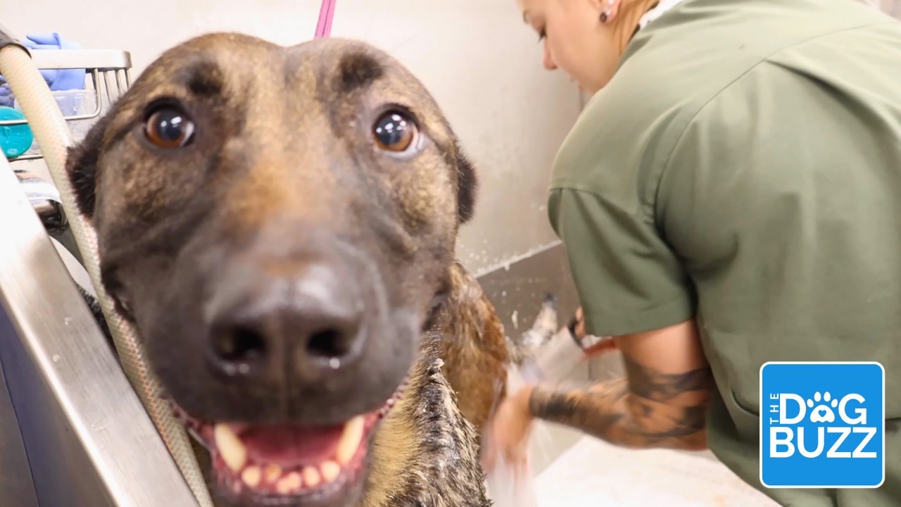 Rescue Dog Before & After: Checkers’ Deshedding Bath + Adoption Story 💙