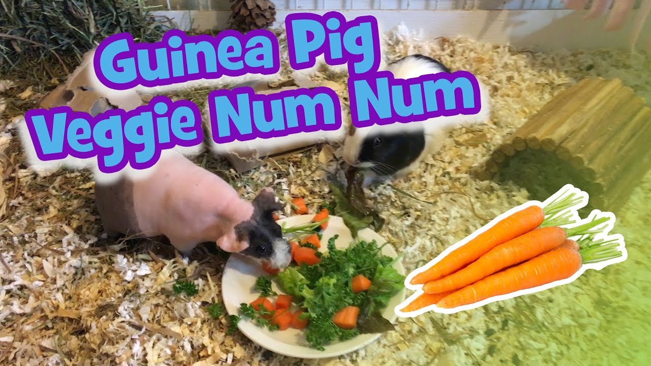 Picture of Guinea Pig Veggie Num Num - YouTube