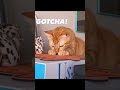 When You Re Cute And Chaotic Cat Catlovers Catwarrior Cutecat Funnyvideo 