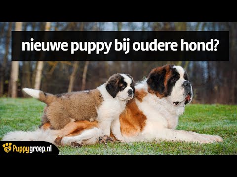 Video: Oude Hond, Nieuwe Puppy – Een Puppy Laten Samenleven Met Uw Oudere Hond