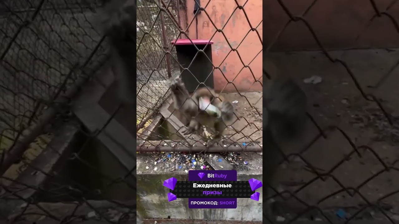 ДАБСТЕП ОБЕЗЬЯН 