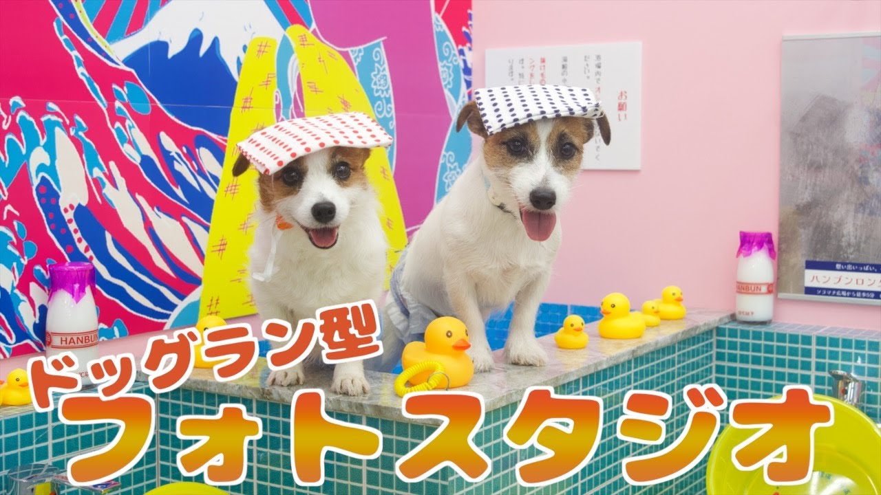 ドッグラン型セルフフォトスタジオ行ったら映えすぎた/HBL/ジャックラッセルテリア