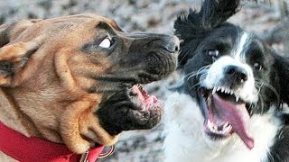 SCARIEST DOGS and MORE! IMG! #48
