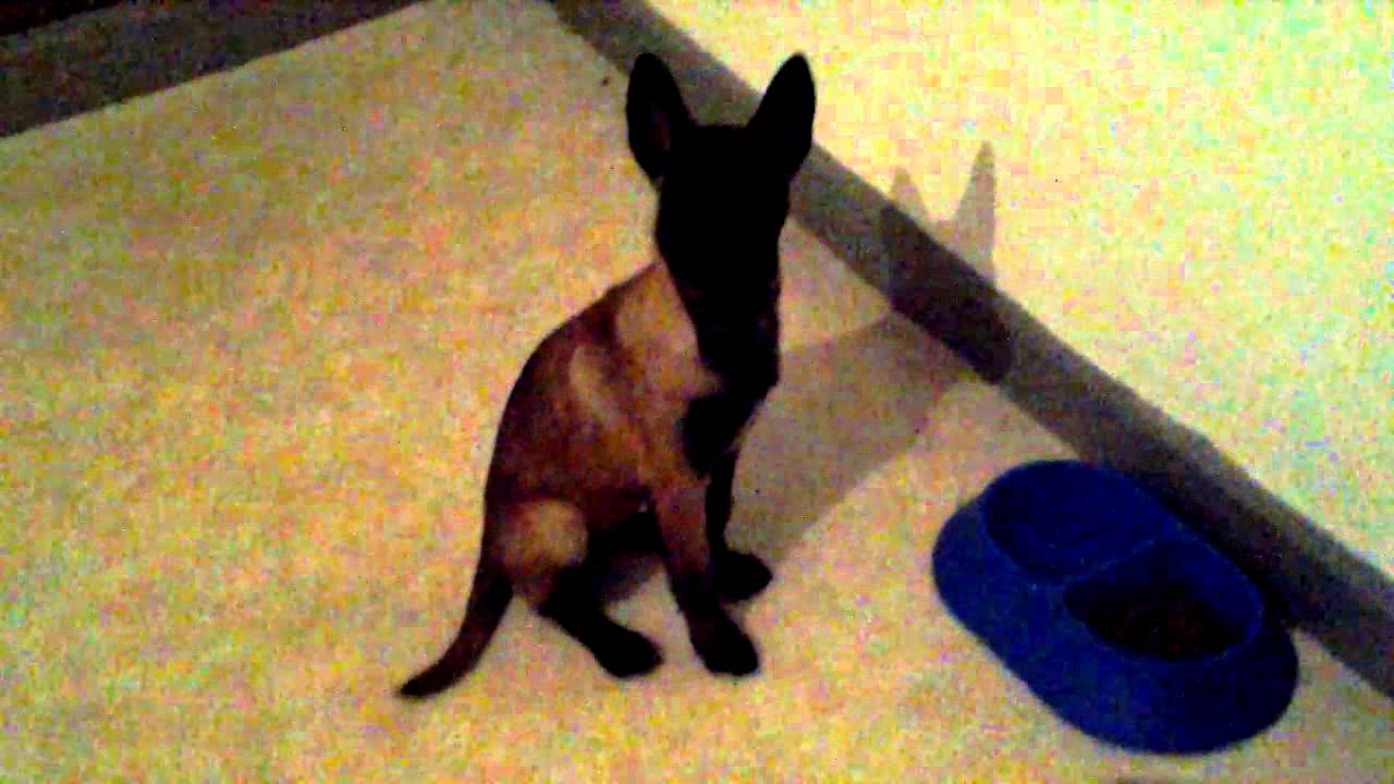 dresser son chien malinois