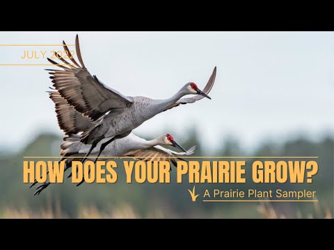 Vídeo: Prairie Junegrass Information - Aprenda sobre Junegrass em paisagens