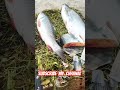 #bollywood #fish #dhadkan2 #fishing #indiansong #song #fishcutting #hindisong #food #bollywoodsongs