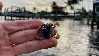 Surprised this Rubber Crab Worked! Sheepshead and Pompano Fishing w/ lures in Florida