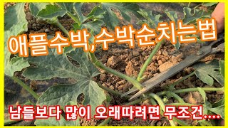 수박,애플수박 순치는방법 남들보다 많이 오래 따려면 무조건....수박 순치기 순지르기 수박 재배방법,수박 키우기 솔림농원 텃밭 수박 밑거름