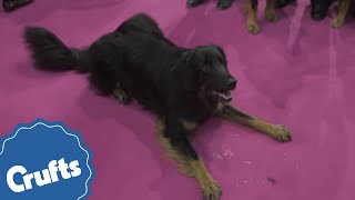 Hovawart | Crufts Breed Information