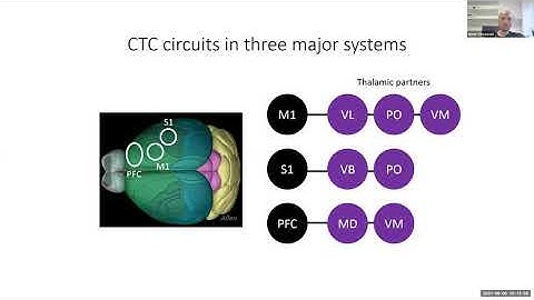 Naoki Yamawaki: Untangling the cortico-thalamo-cortical loop