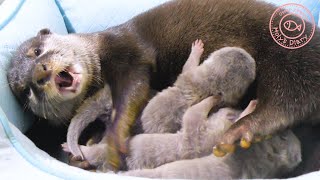 カワウソ赤ちゃん、ママは食いしん坊？How about mom's gourmet?【baby otter】 by カワウソ-Otter channel 2,575 views 2 years ago 4 minutes, 48 seconds
