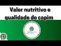 O QUE É QUALIDADE DE CAPIM?