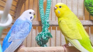 3 Hr Happy Parakeets Chirping Playing Eating, Cute Budgies Chirping. Reduce Stress of lonely Birds