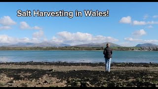 Salt Harvesting in Wales!