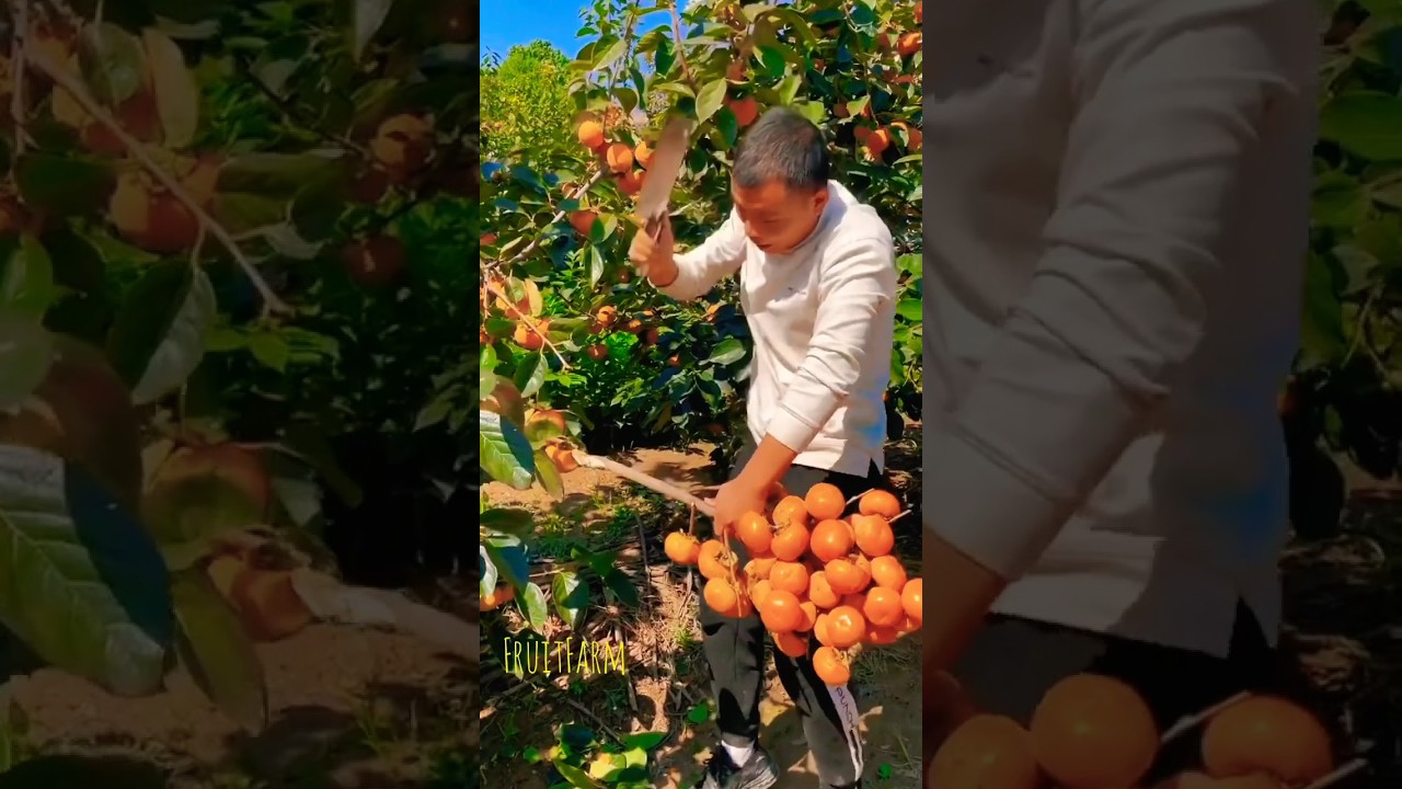 Trending fruits from china, Persimmon fruit farm, ninja fruits, 