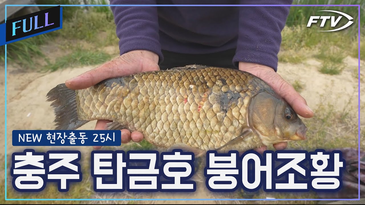 충주 탄금호 일대 붕어조황 [NEW현장출동25시/8회]