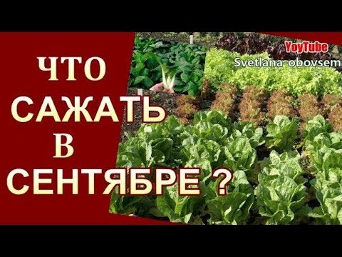 ЧТО САЖАТЬ ОСЕНЬЮ НА ГРЯДКИ?.ЛУЧШИЕ РАСТЕНИЯ ДЛЯ ПОСАДКИ..САЖАТЬ МОЖНО В СИДЕРАТЫ..