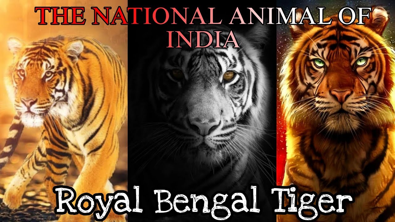 The National Animal Of India || Royal Bengal Tiger || Facts About Tiger ...