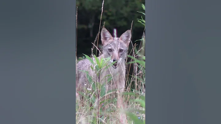 #foxpro #hunting #wildlife #summer #nature #dog #animals #animal #dogs #coyote
