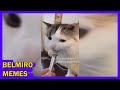 Belmiro Memes: Dublagens de animais engraçados - Episódio 95