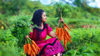 Carrot harvest!?for boondi laddu & chicken masala fried rice too..|Poorna-The nature girl