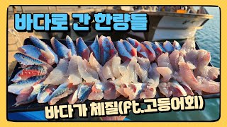 선상 고등어낚시 - 우리는 바다로 간다