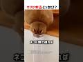 【何問正解できる！？】ウソか本当どっちだ？ part109 #ショート #クイズ #shorts #猫 #かわいい #cat #funny