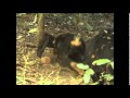 Titan, Gombe's "Dirt Monster"