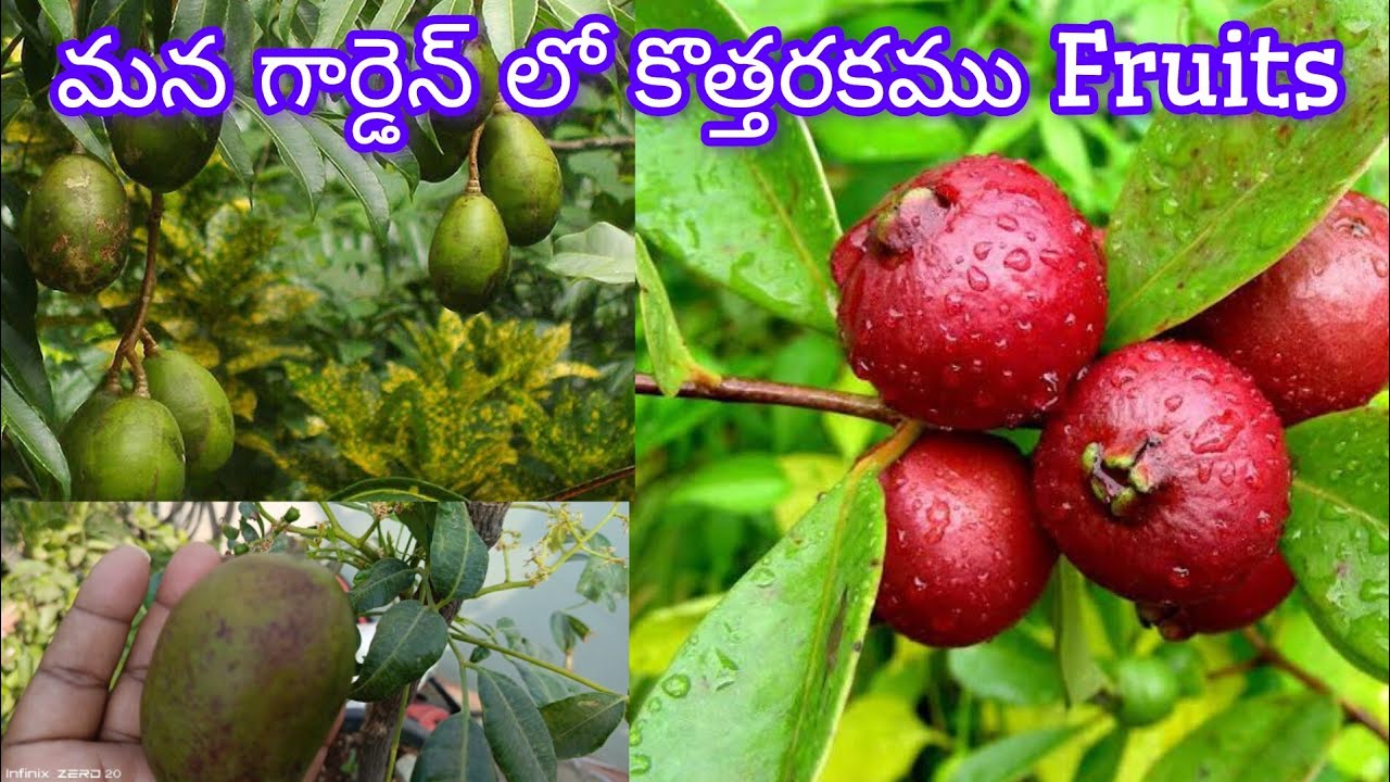 మన గార్డెన్ లో కొత్తరకము  అడవి మామిడి &  Strawberry జామ|New fruits plants in our Terrace garden...