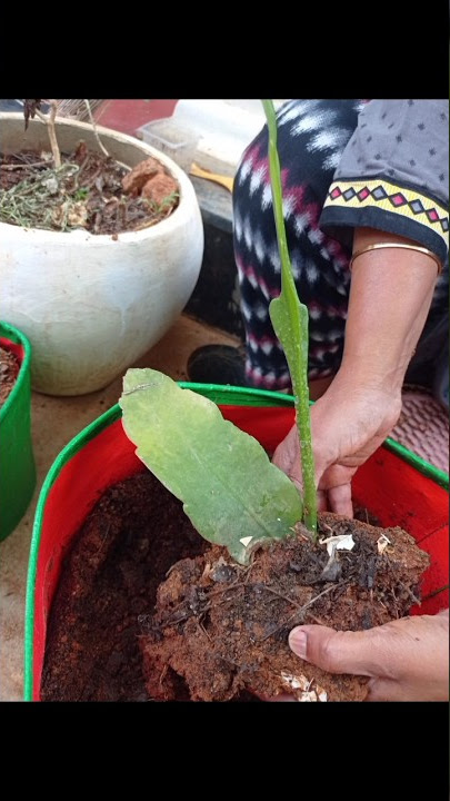 💁I planted the Brahma kamalam leaf in another plant pot.now it's a new plant.lets repot#shortsfeed
